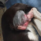 Foto van Bush dog