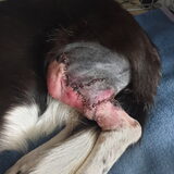 Foto van Bush dog