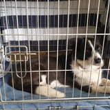 Foto van Bush dog
