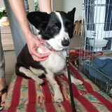 Foto van Bush dog