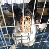 Foto van Bush dog