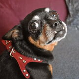 Balou kan zo lief kijken alleen stopt hij hiermee zodra ik mijn camera…