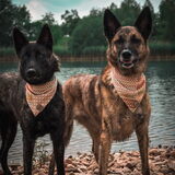 Foto van Dutchshepherdteam