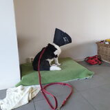 Foto van Bush dog