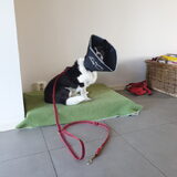 Foto van Bush dog