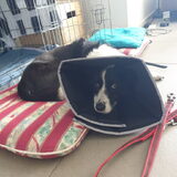 Foto van Bush dog