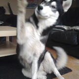Misty (Siberische Husky)