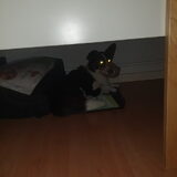 Foto van Bush dog