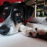 Foto van Ellen, vrouwtje van Noortje