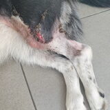 Foto van Bush dog