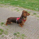 Foto van rita
