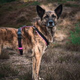 Foto van Dutchshepherdteam