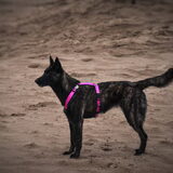 Foto van Dutchshepherdteam