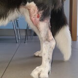Foto van Bush dog