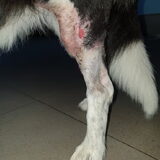 Foto van Bush dog