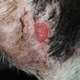 Foto van Bush dog