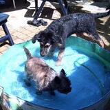 Samen met Gizmo in het zwembadje.