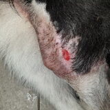 Foto van Bush dog