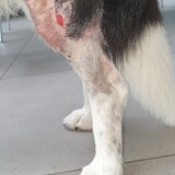 Foto van Bush dog