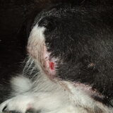 Foto van Bush dog