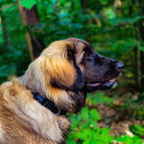 Foto van Britt, Maui & Fanu ~