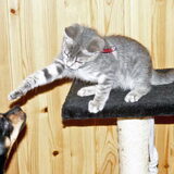 Kitten Nemo met Balou.