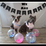 Wij verwachten puppy's