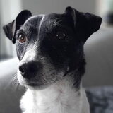 Foto van Ester, Odie's baasje
