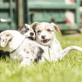 Foto van Marinda - Jarvis & Parker
