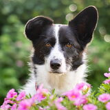 Foto van Bush dog