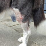 Foto van Bush dog