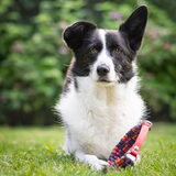 Foto van Bush dog