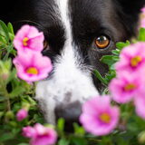 Foto van Bush dog