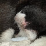 Foto van Bush dog