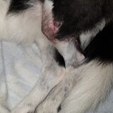 Foto van Bush dog