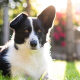 Foto van Bush dog