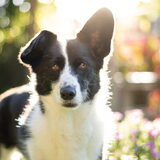 Foto van Bush dog
