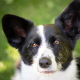 Foto van Bush dog