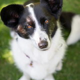 Foto van Bush dog