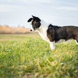 Foto van Bush dog