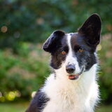 Foto van Bush dog