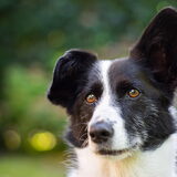 Foto van Bush dog