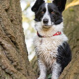 Foto van Bush dog
