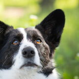 Foto van Bush dog