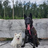 Foto van Dutchshepherdteam