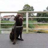 Foto van Ellen, vrouwtje van Noortje