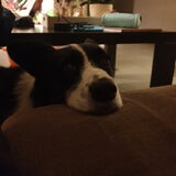 Foto van Bush dog