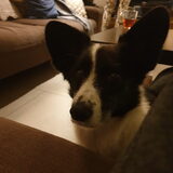 Foto van Bush dog