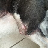 Foto van Bush dog