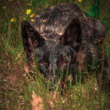 Foto van Dutchshepherdteam